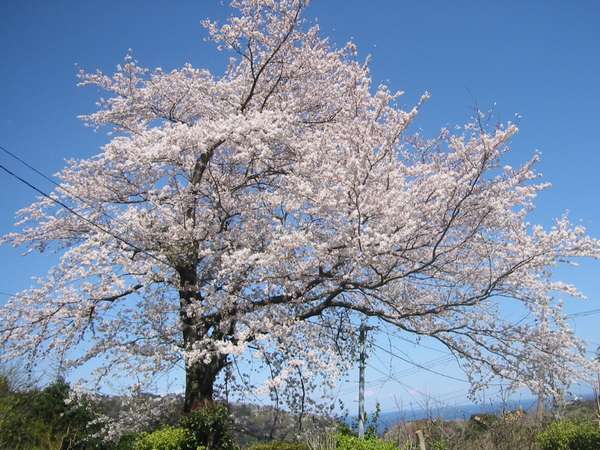 �x�q�̉��̍�