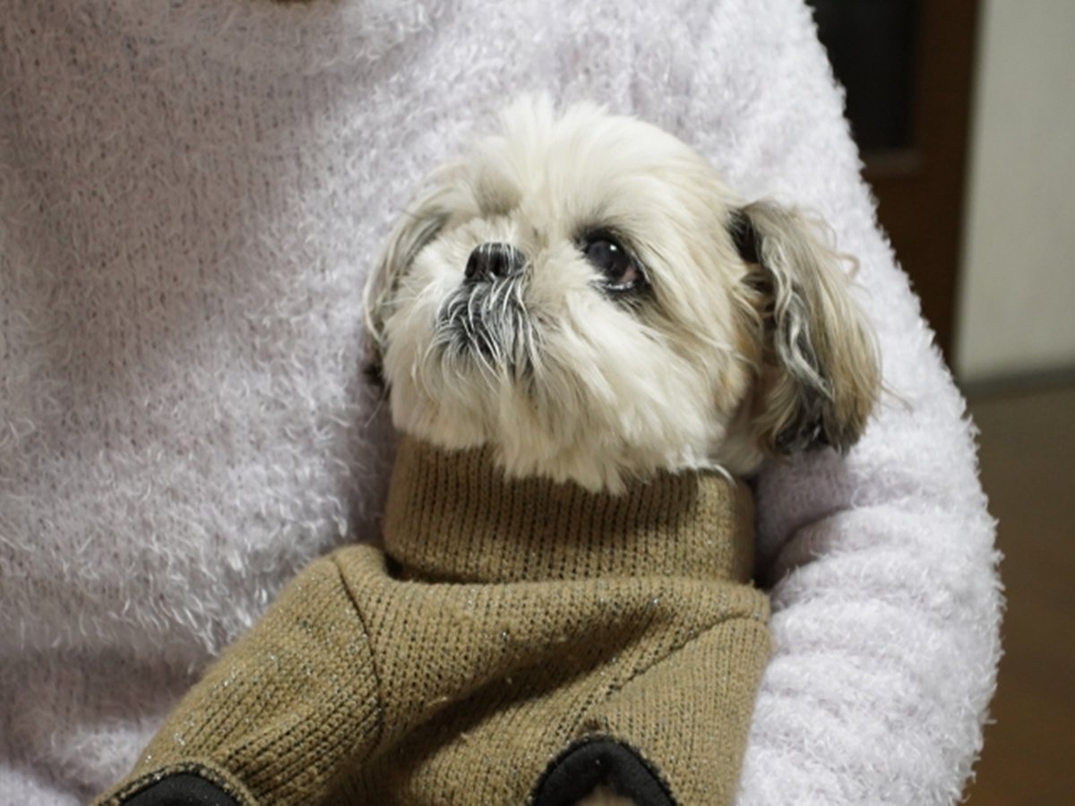 ���y�b�g�������y�����ЂƎ������߂�����������