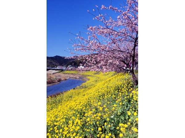 ���蒬�̗ג���ɓ��ł͂Q���`�u�݂Ȃ݂̍��ƍ؂̉ԍՂ�v���J�Â��܂�