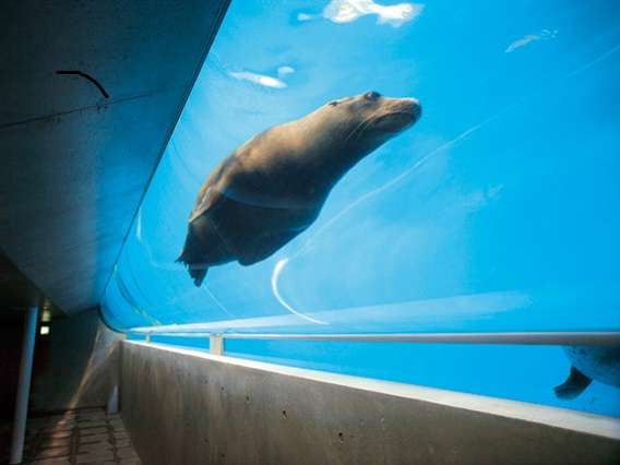 [��50��]���}�������[���h�c�����فA�V���[�A�̌��I�v�V���������B�ނ����A�W�͂����V�Ղ�Ɂ�