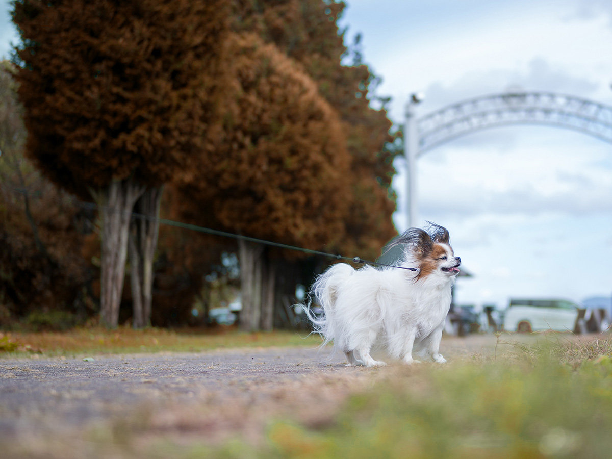 #��񂿂������܂��y�b�g�h