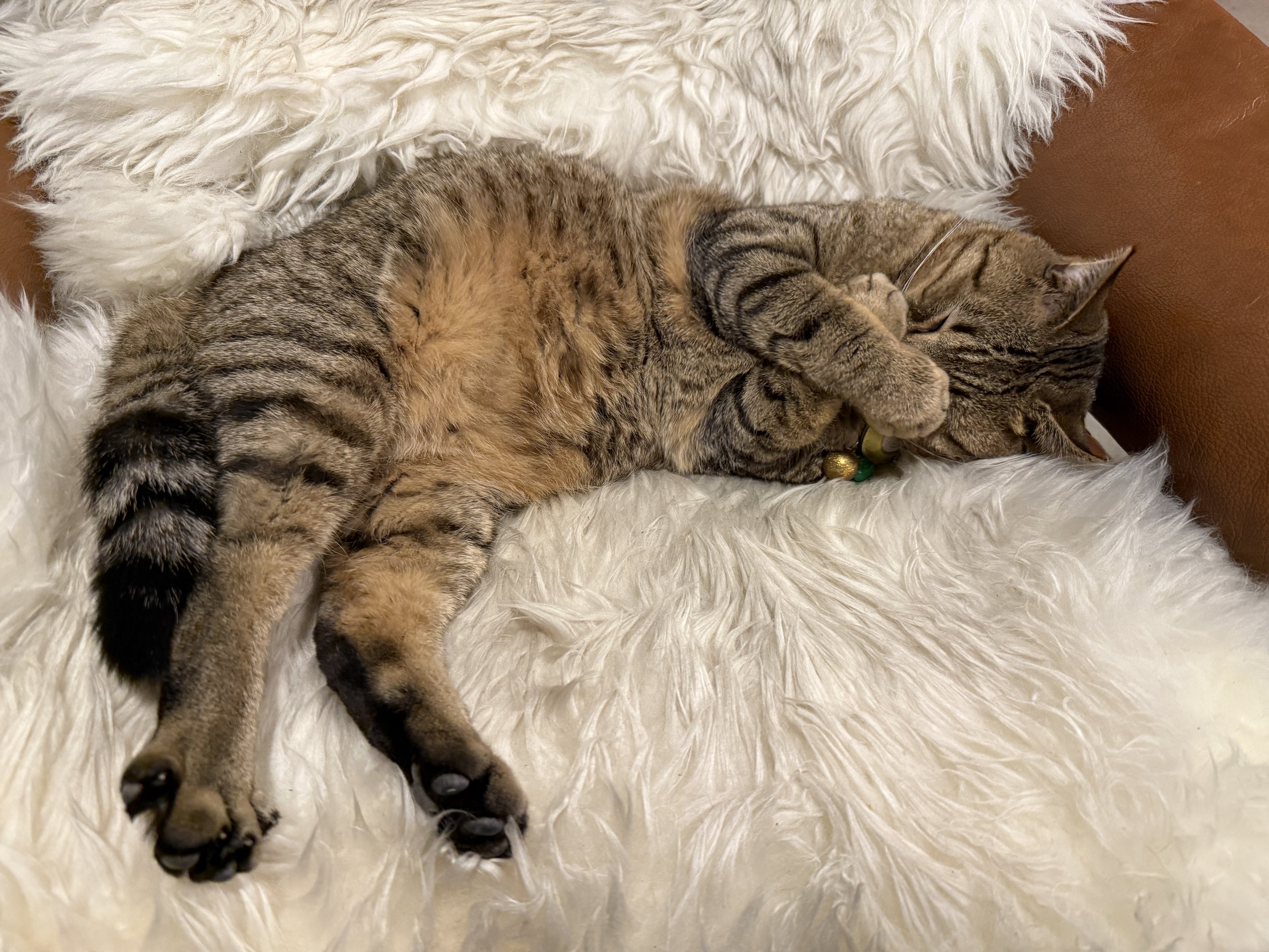 �Վ��Y�p��������