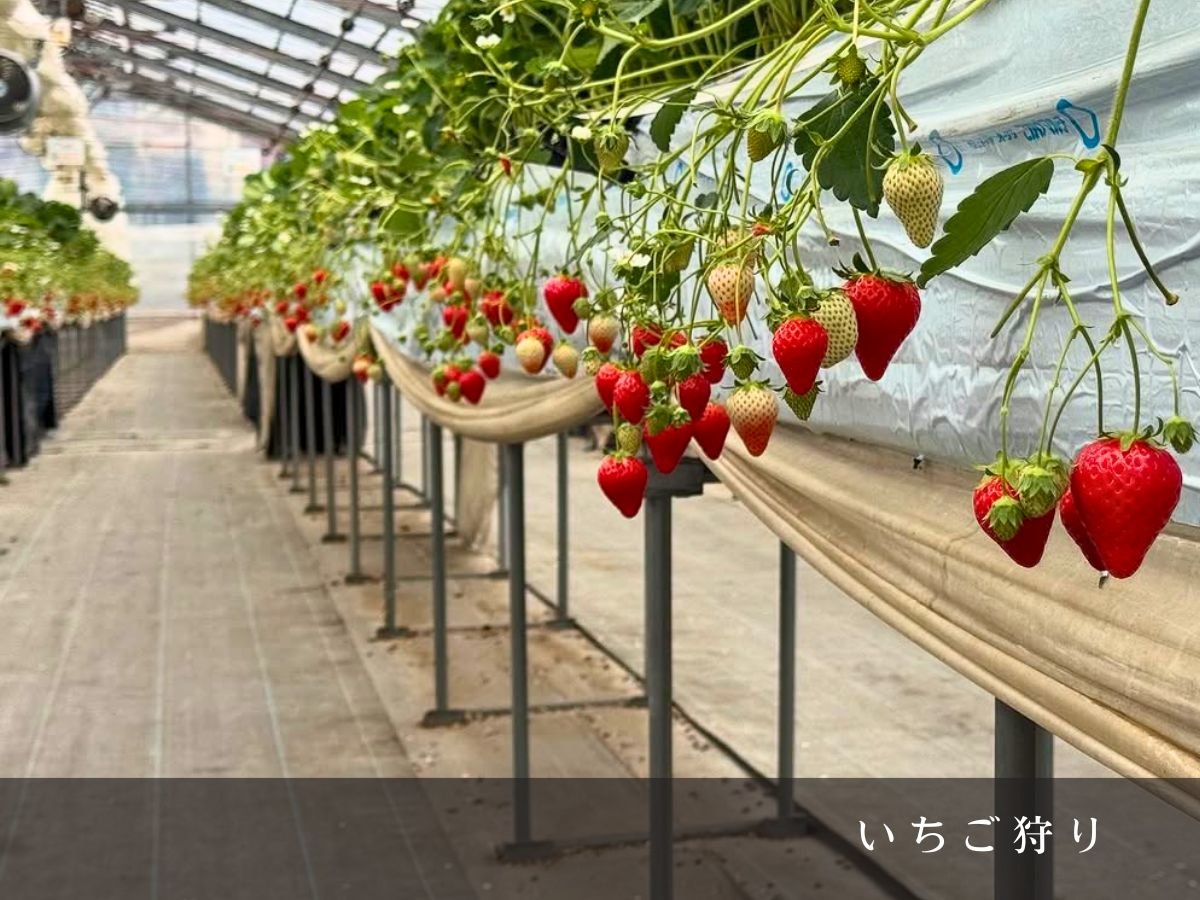 ��l�C�̂��������ŁA�Â��ЂƂƂ������y���݂�������