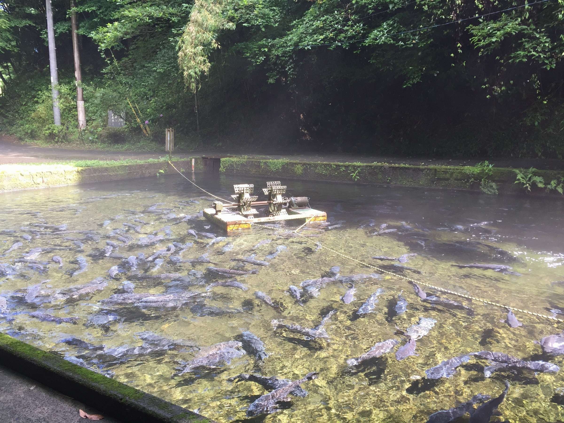 ���юs�͓��{�����S�I�̒����Y��Ȑ��ň�Ă�ꂽ����X����R����܂�