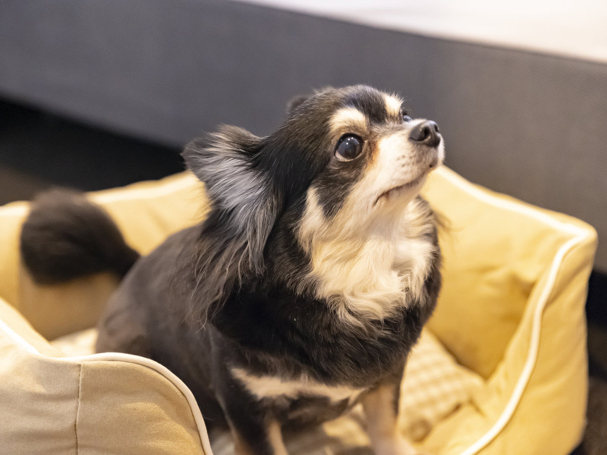 �h�b�O�t�����h���[���[��