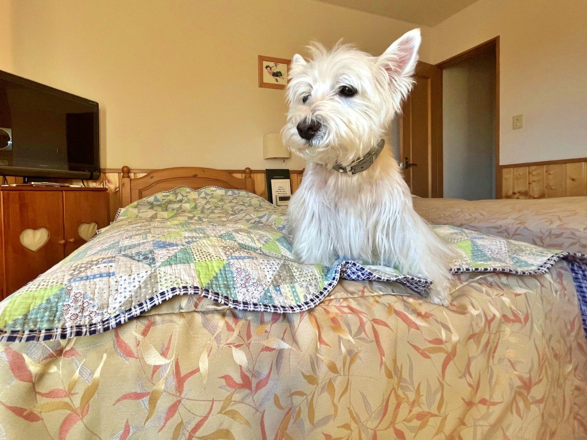 �y��񂿂��؍݃C���[�W�z