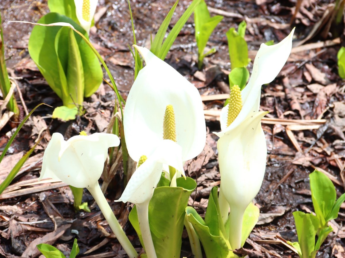 ���ٗ���͐��m�Ԃ̌Q�����y���߂܂��B������4�����`�T�����{�ł��B