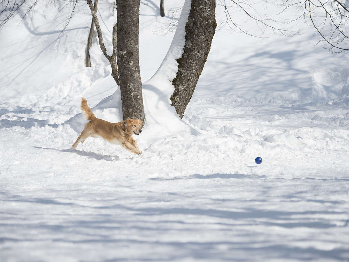 �ydog park�z�~�͐Ⴊ�ς���A��̃h�b�O�����ɂȂ�܂��B