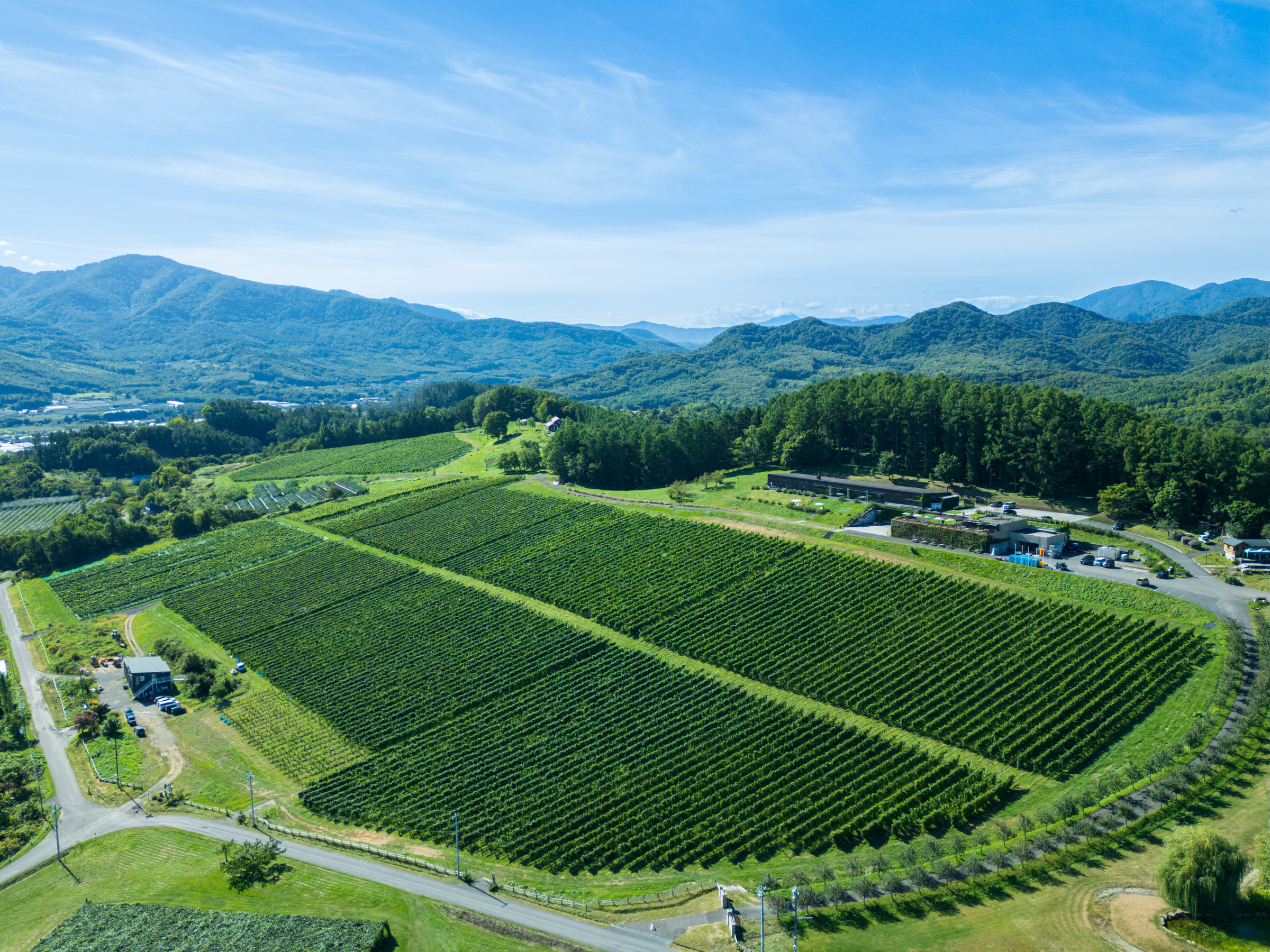 �L��ȃu�h�E��