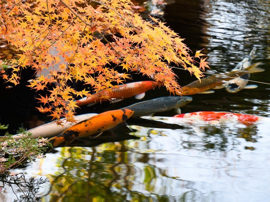 *�y�Չ�̒�z�H�͍g�t�����y���݂��������܂��B