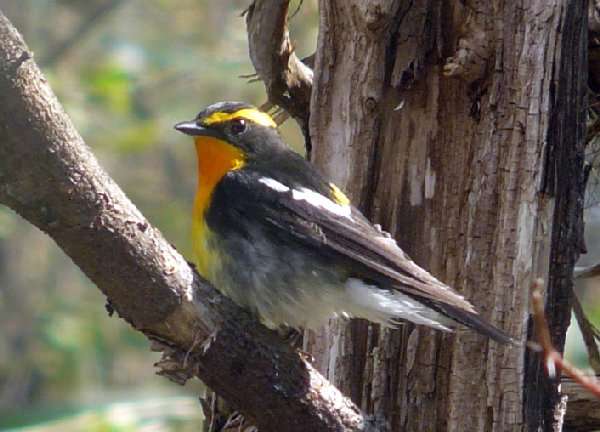 ���قɂ���Ă����A�L�r�^�L