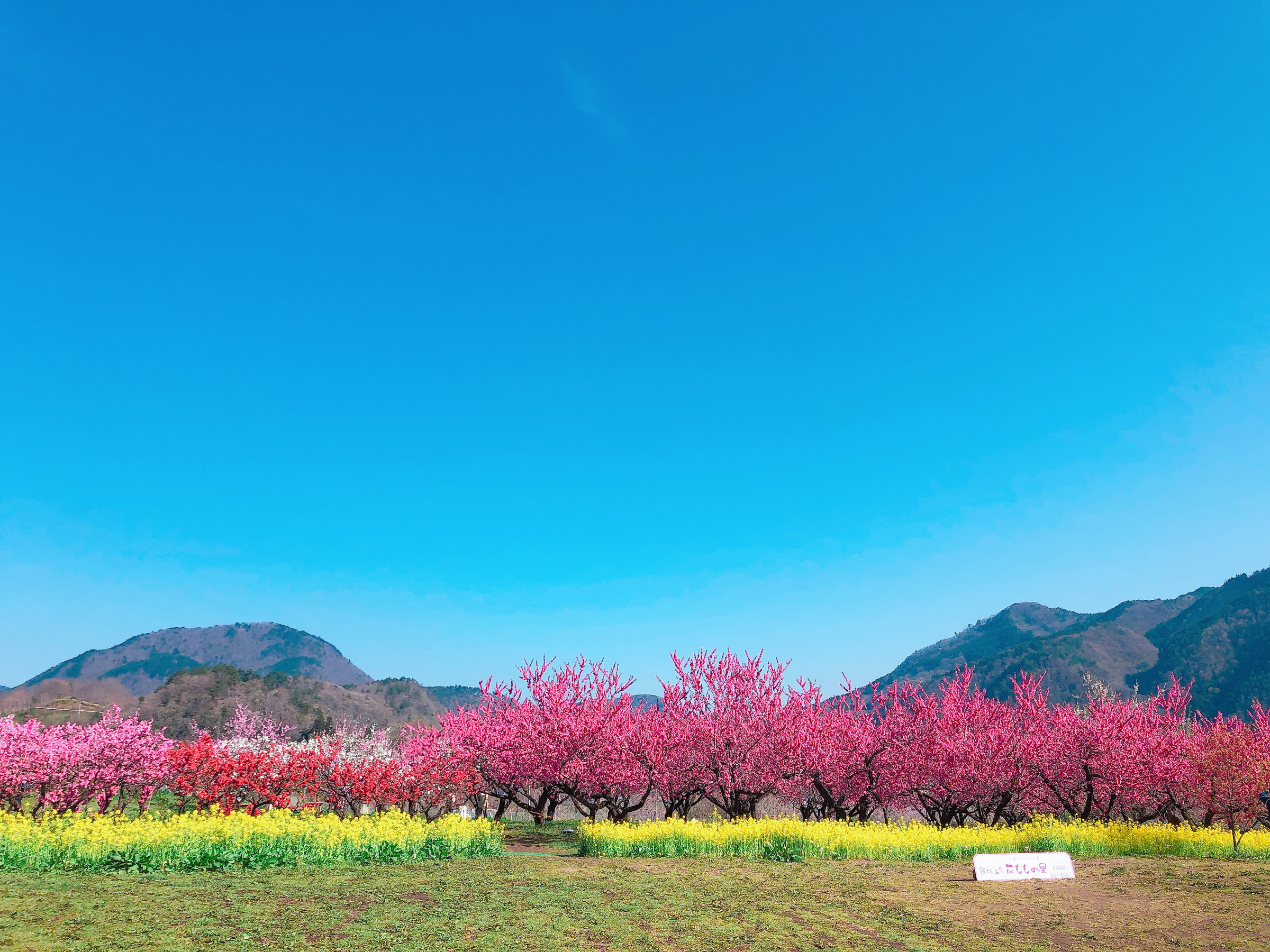 �э�̓������u�Ԃ����̗��v