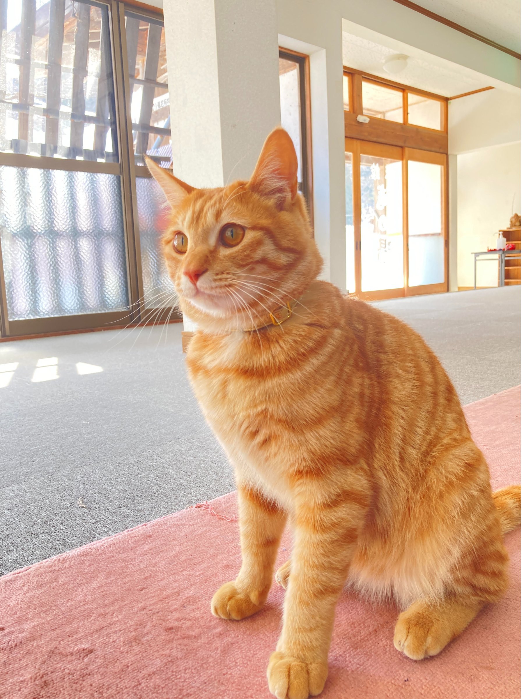 �ŔL�E�V�����