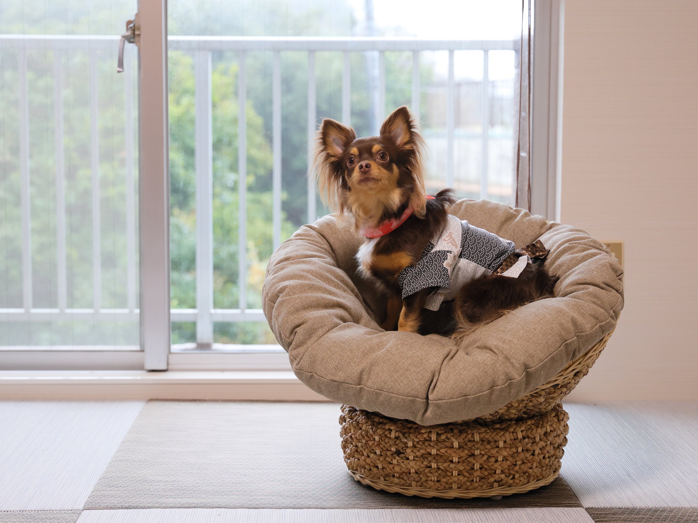 �y�b�g�q��