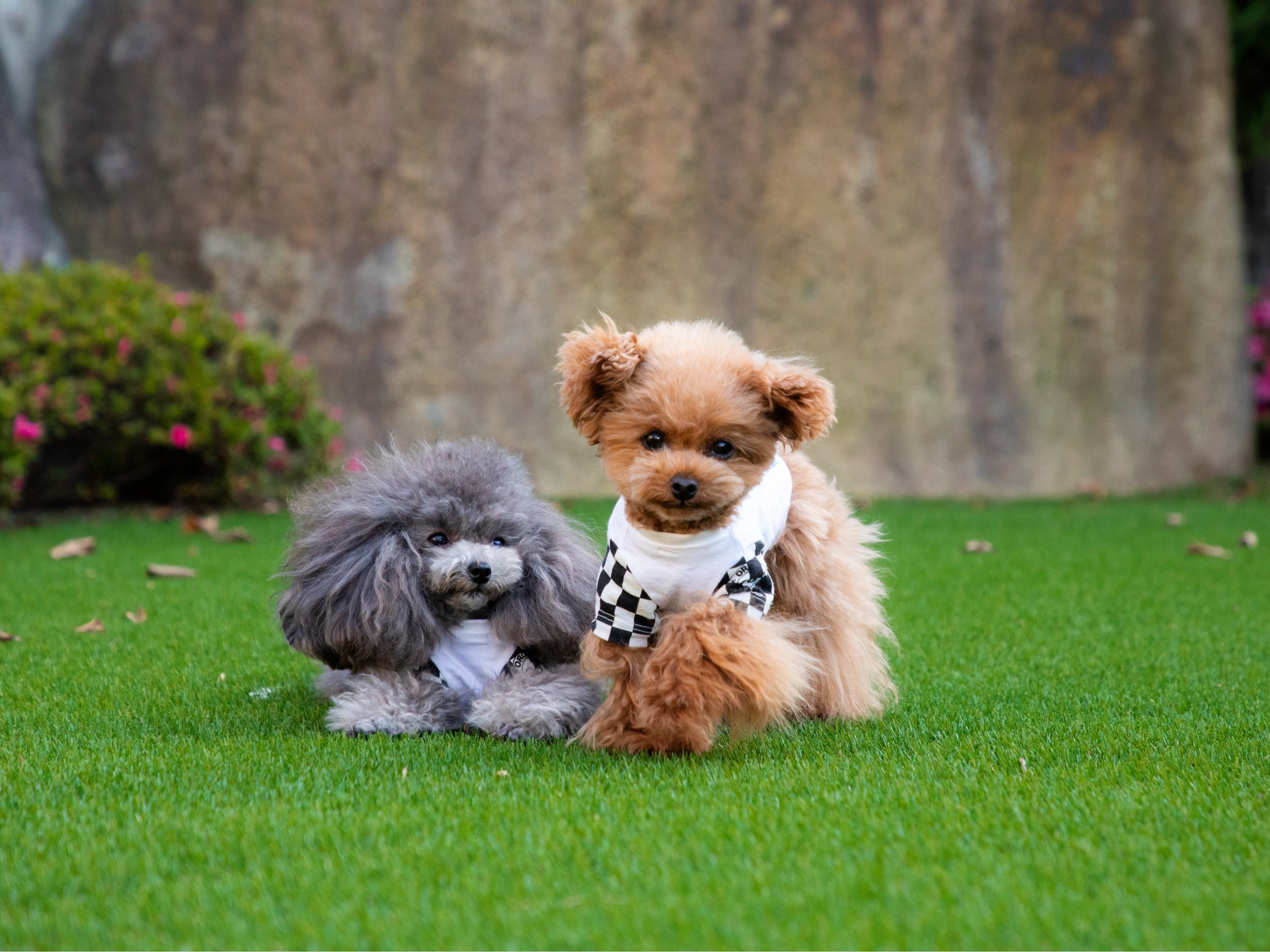 �h�b�O�����ŗV�Ԃ�񂿂��