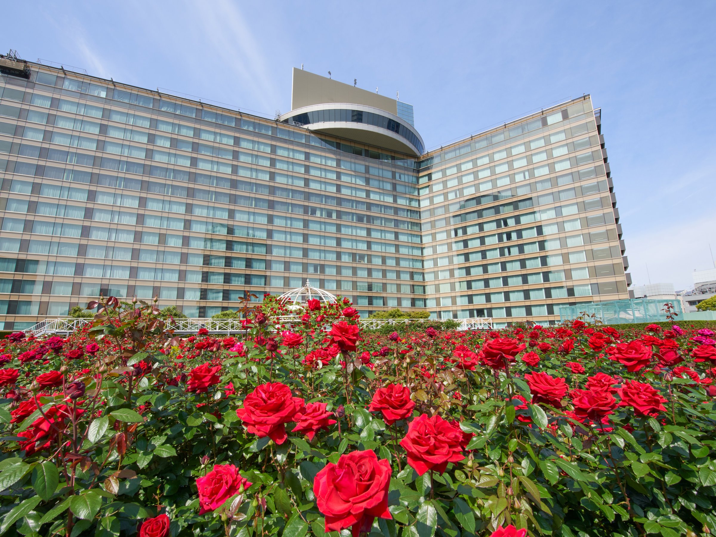 Red Rose Garden