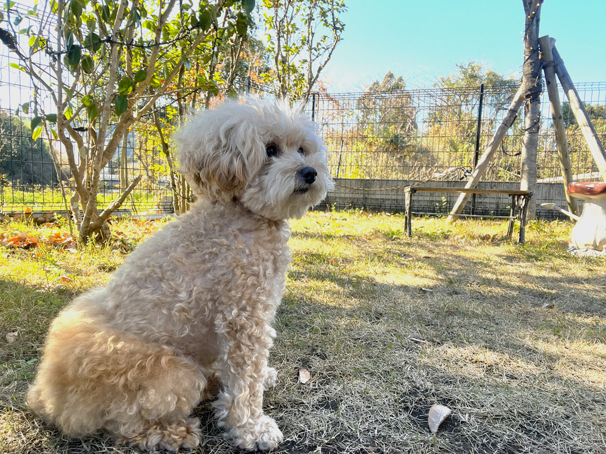 �y�h�b�O�����z�����l�̉��A�ۂ��ۂ��C����������