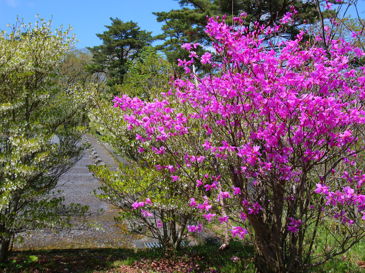 �y���Ӂz�G�߂ɂ���ĕ\���ς�����ӂ̉ԁX����