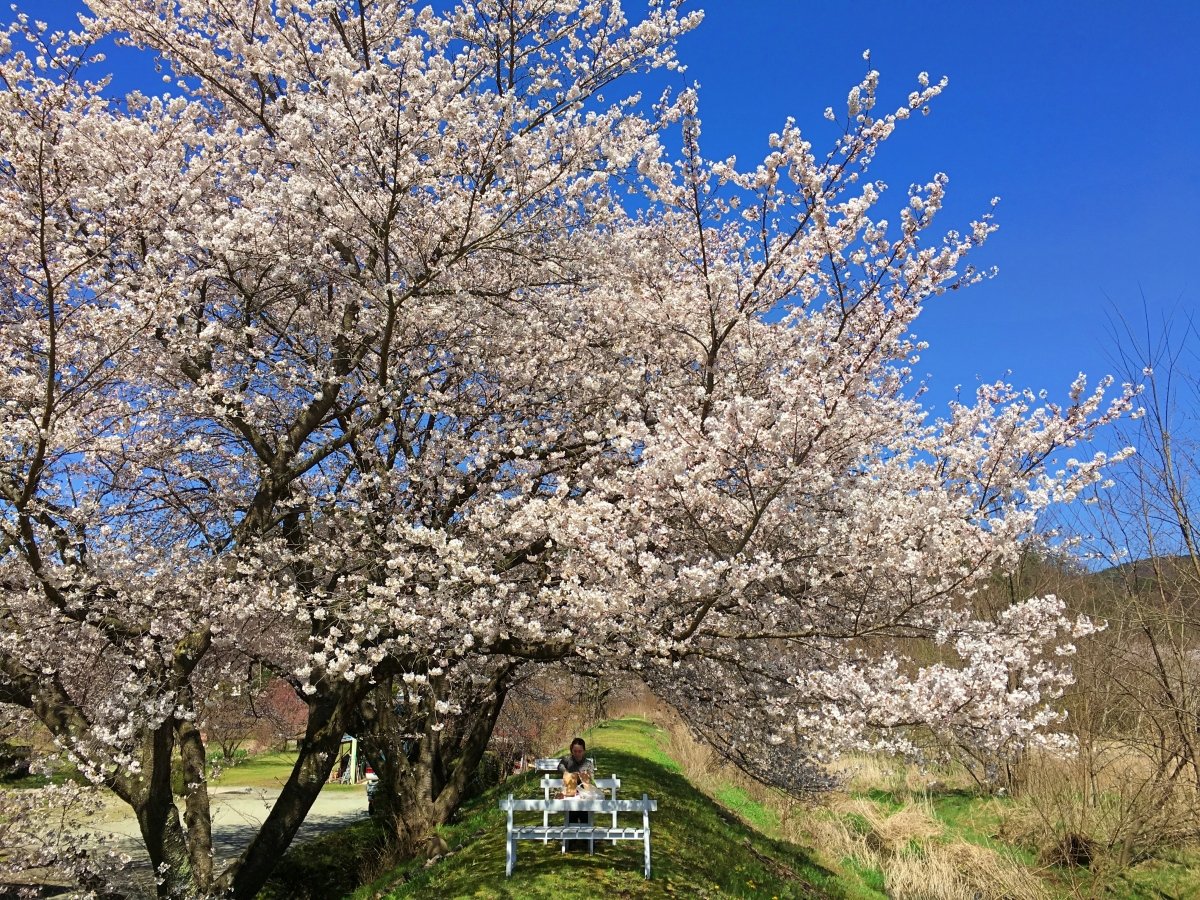 �y�{�݁z�쉈���̍����؂����J�I�t�̗l�q