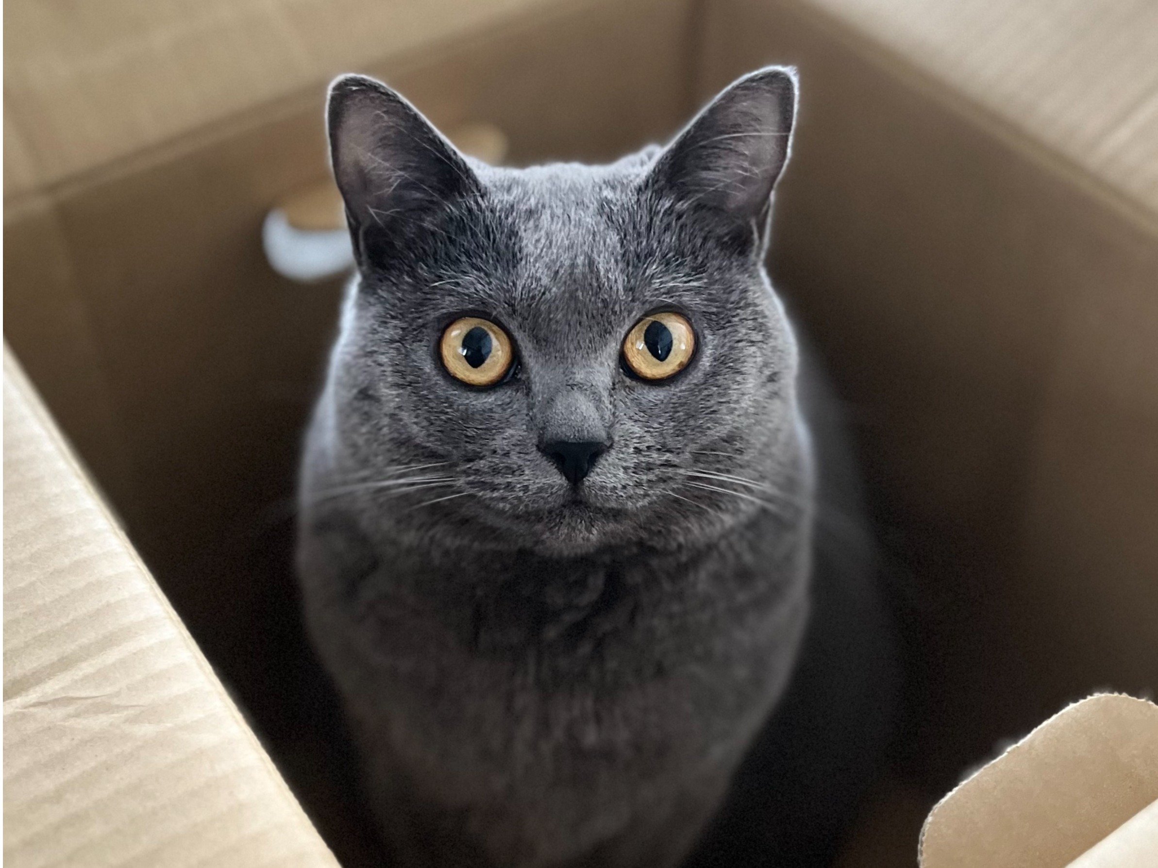 �ŔL�R�O��