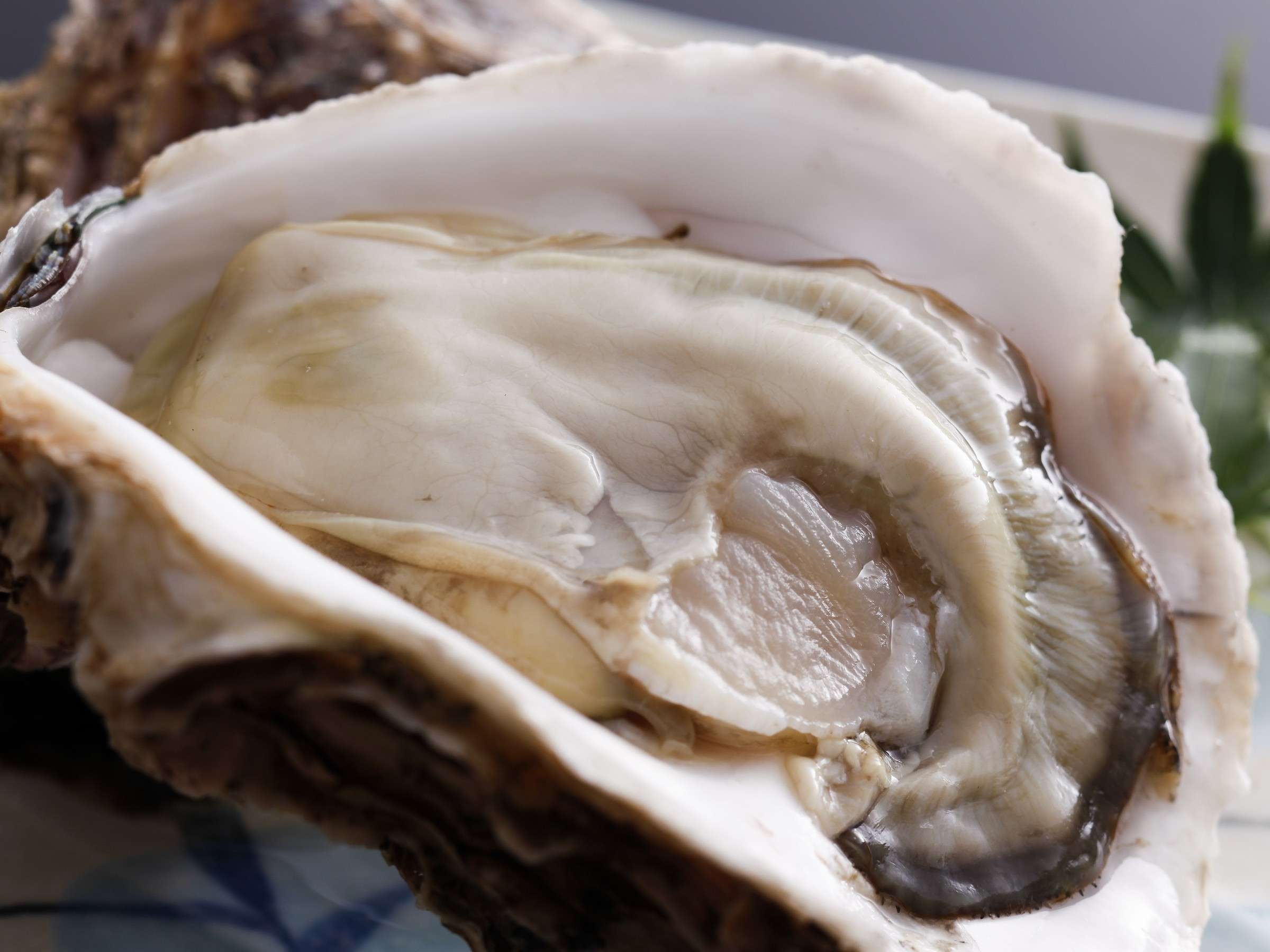 �y�Č���z�u�C�̃~���N�v�Ə̂����V���������̑嗱�Ȋ≲�y