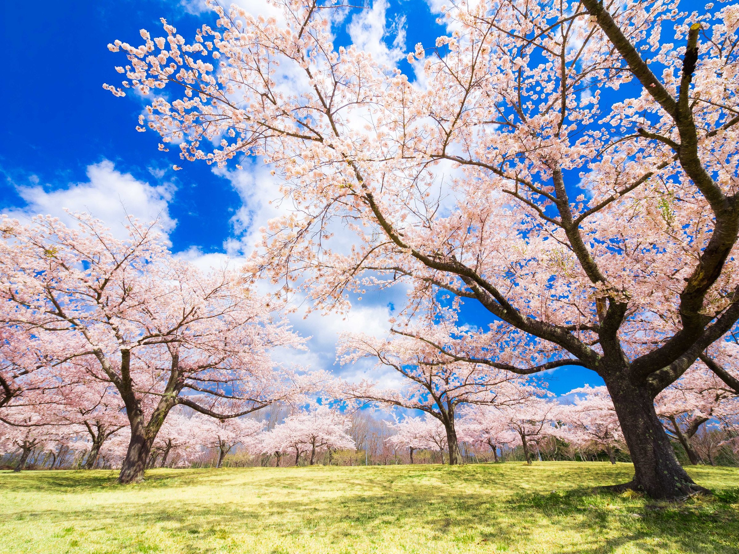 �z�e���O�ɍL������̖؁X