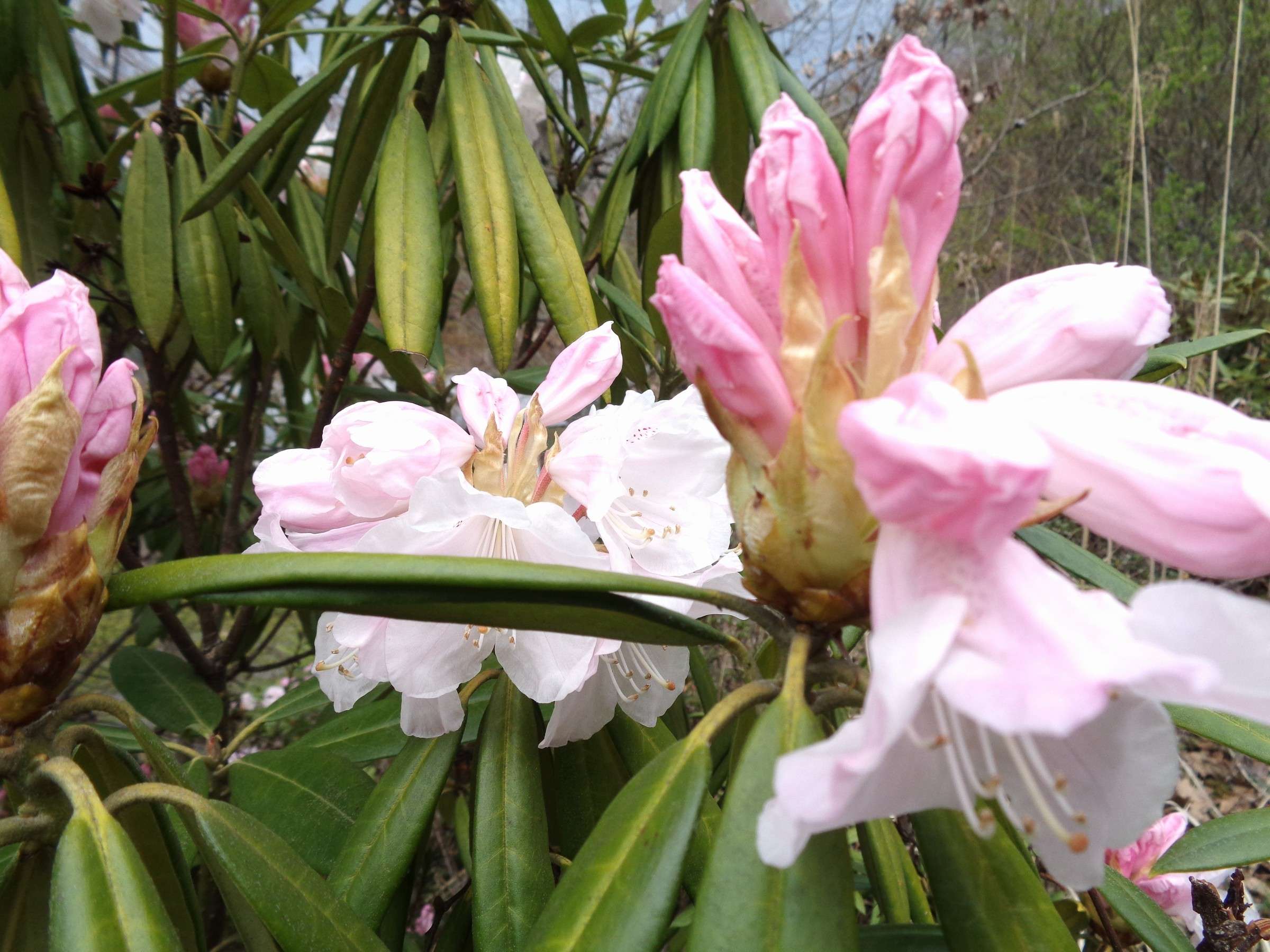 �~�n���ɂ̓V���N�i�Q���S�`�T����{