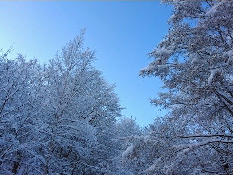 �~�̐X�̒����猩����