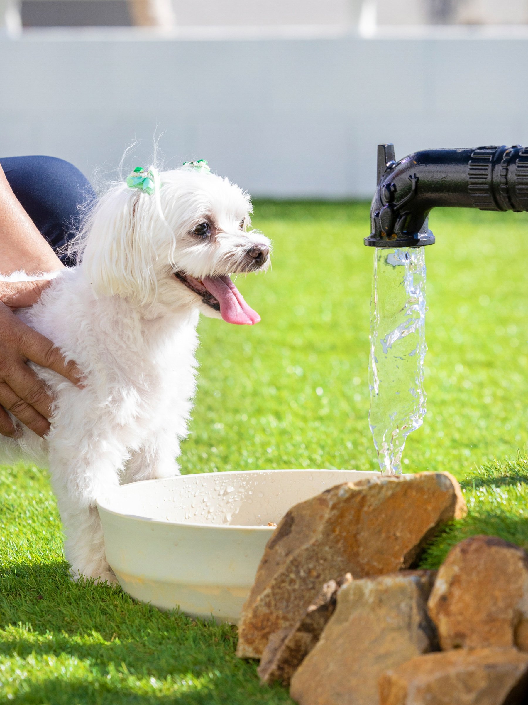 井戸のそばで愛犬と過ごす、穏やかで特別なひととき。緑あふれる空間で心癒される時間をお楽しみください。