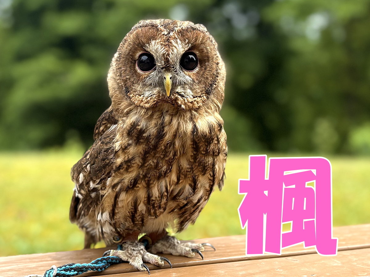 看板ふくろうの楓(かえで)ちゃん