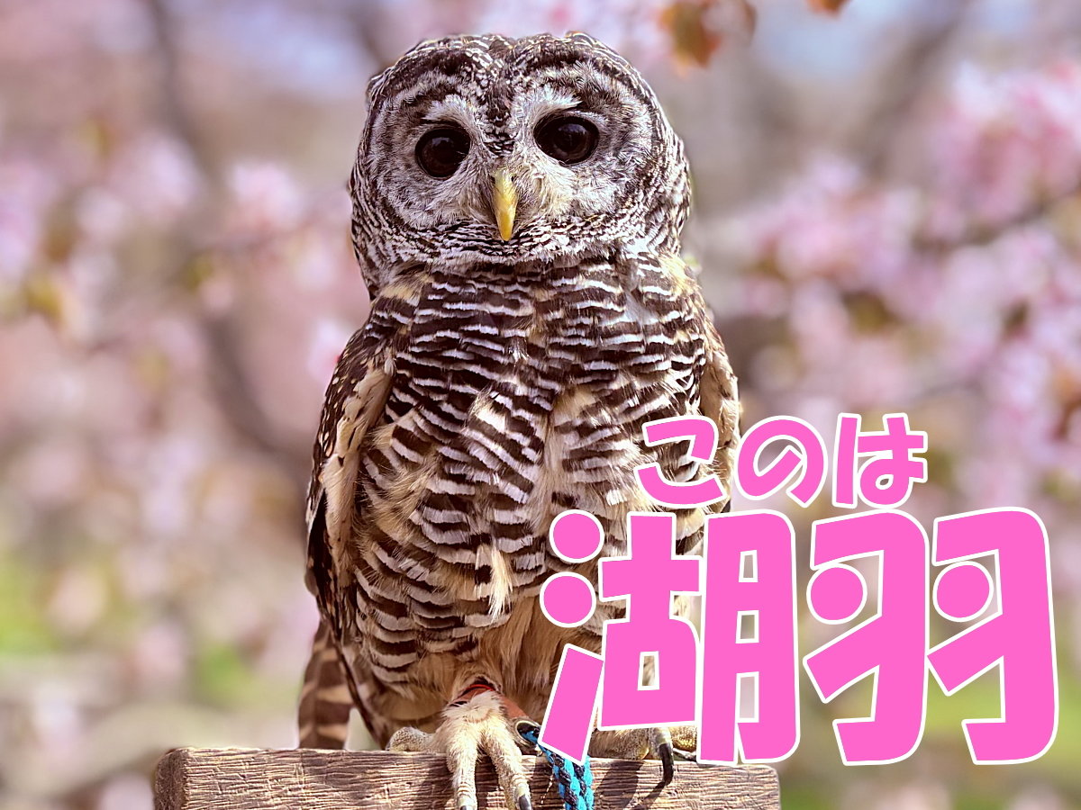 �Ŕӂ��낤�̌ΉH(���̂�)�����