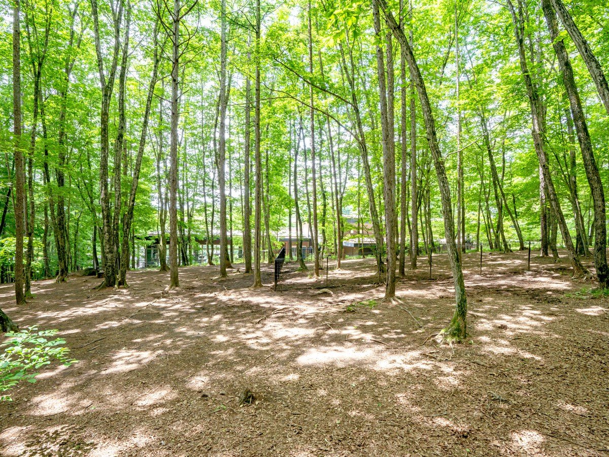 �ydog park �z���z��2023�N6��18�����j���[�A���I�[�v���⎩�R�����������ɂ͏��^���D��G���A���V��