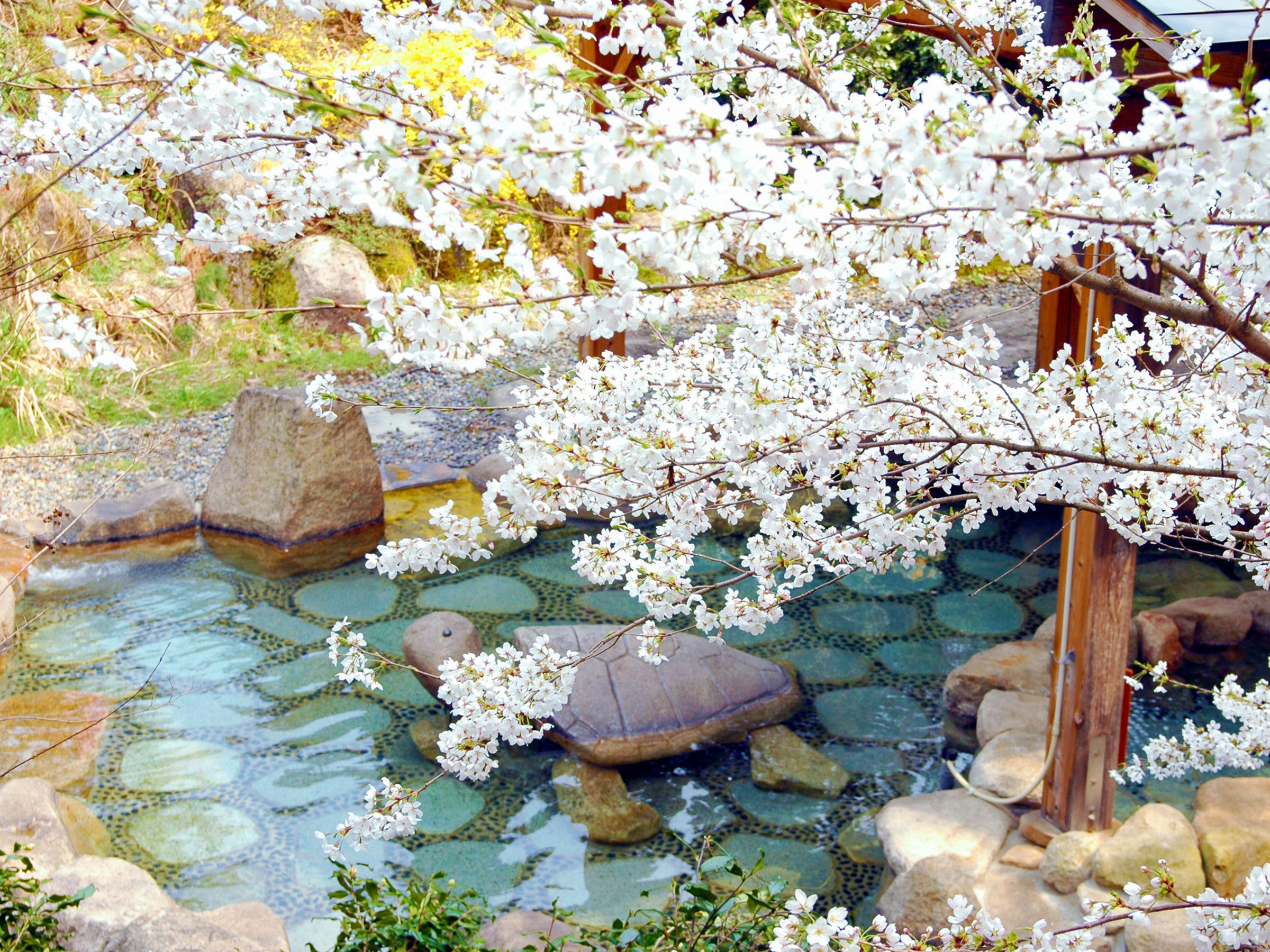 �y��I�V���C �t�z�t�͉Ԍ��I�V���C���y���߂܂��B