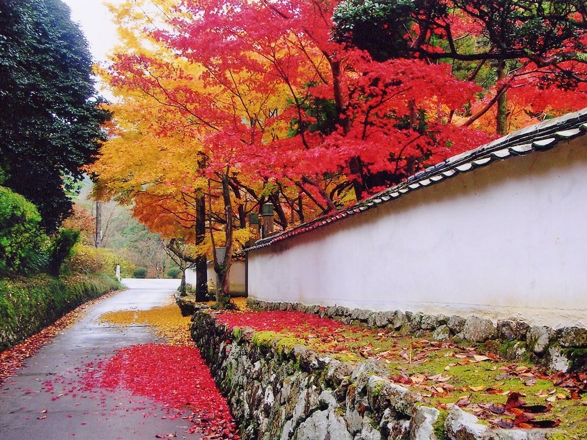 *【10月】大澤寺:標高の高い高野山より紅葉が始まります(10月下旬より)。