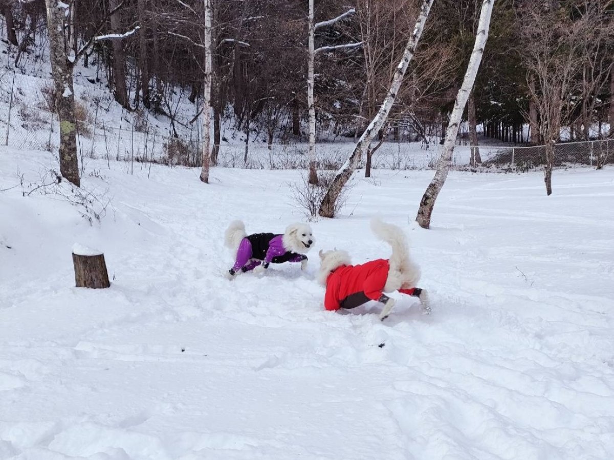 �Ђ�[���h�b�O�����Ő�V�т𑶕��Ɋy���߂܂���