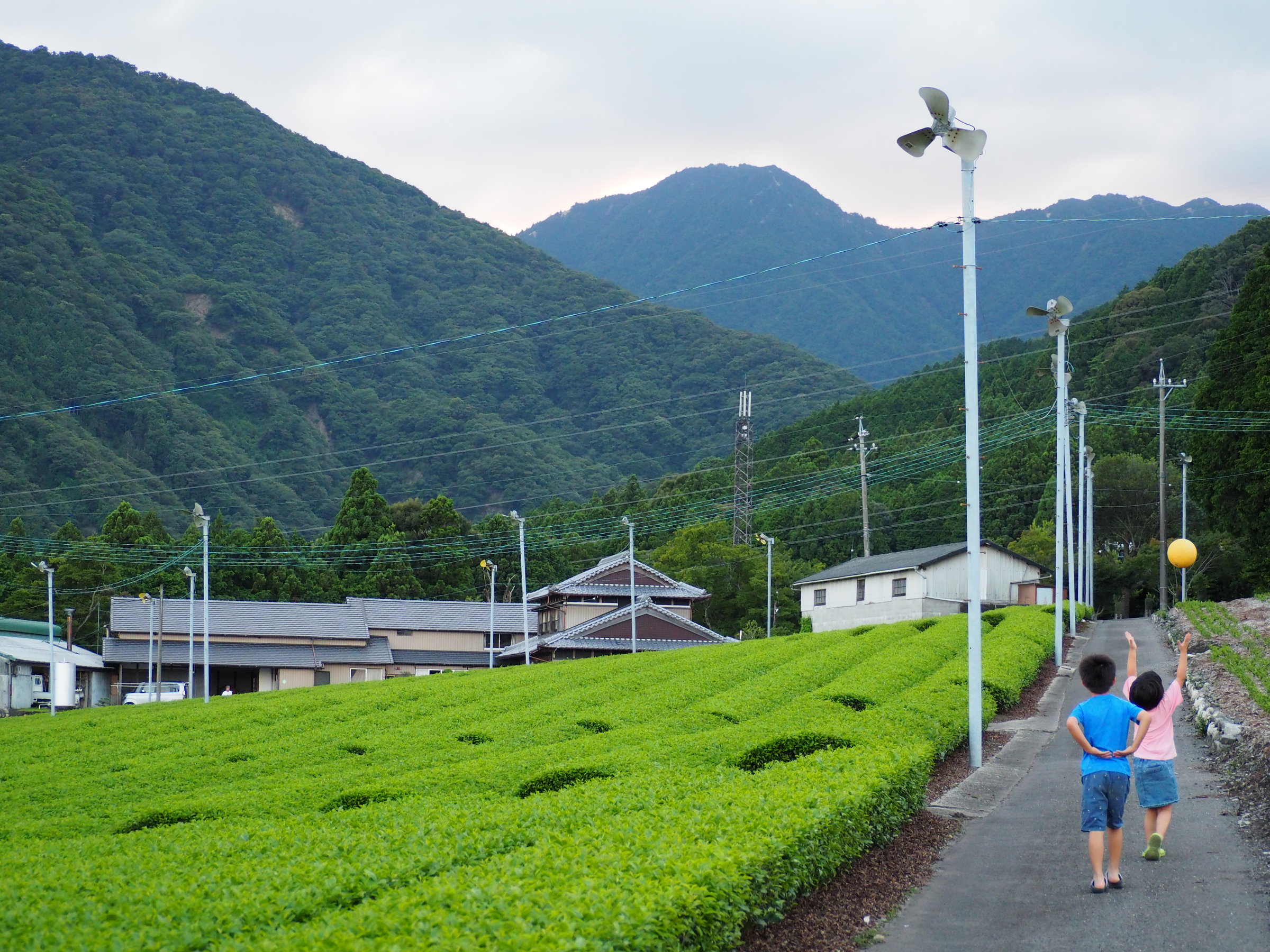 ���ӂɂ͒�����m�������܂Ō��n����i�F�̂悢�U�����Ȃǂ�����܂��B