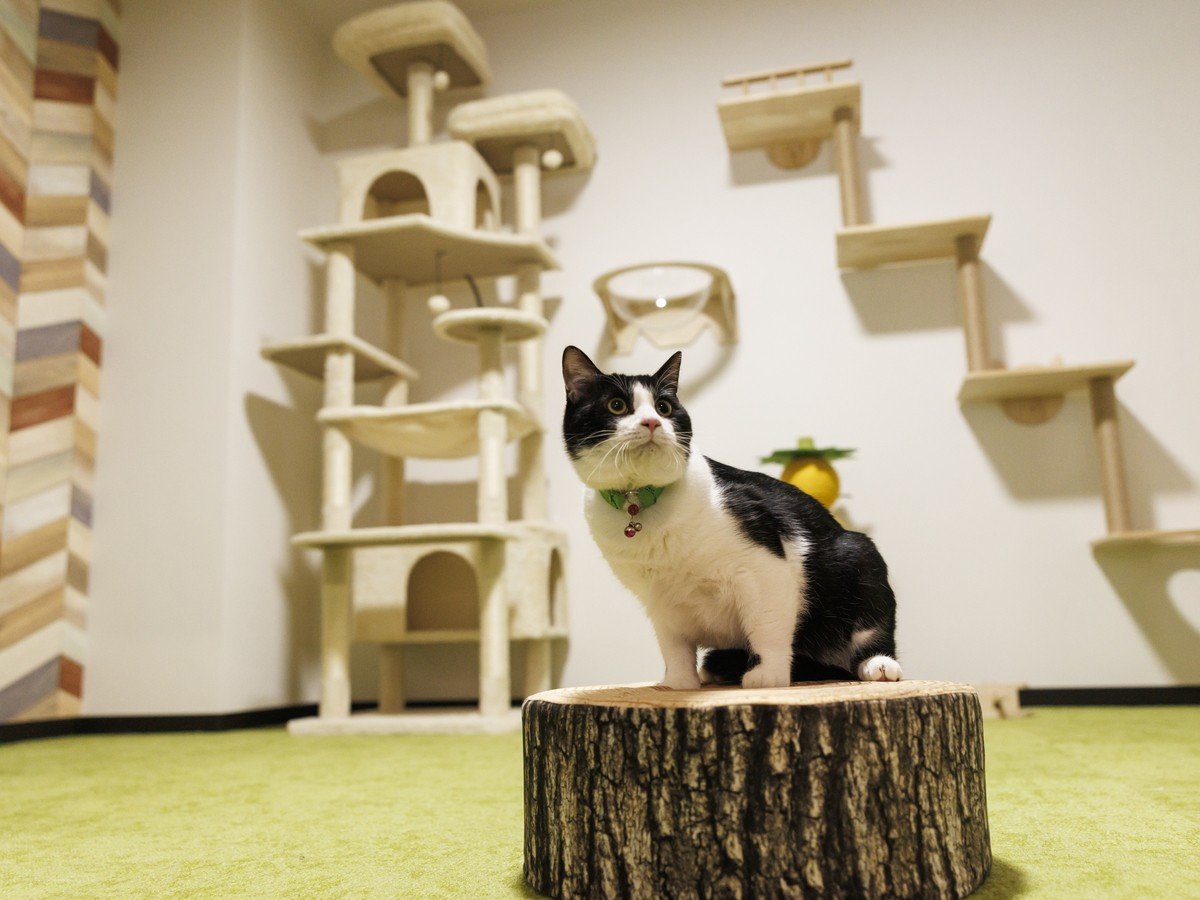 �����j�������[���y�f���b�N�X�z�v���C���[���E�x�b�h�t�a�m��