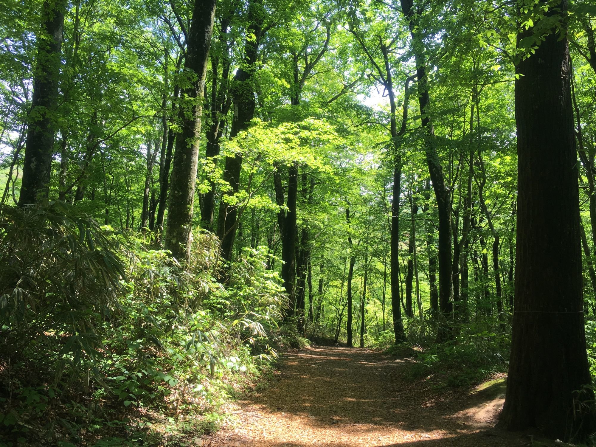 �V�΂̃u�i���R�сB5�E6���͋C�������傤�ǂ悭�������߂̎����ł��B