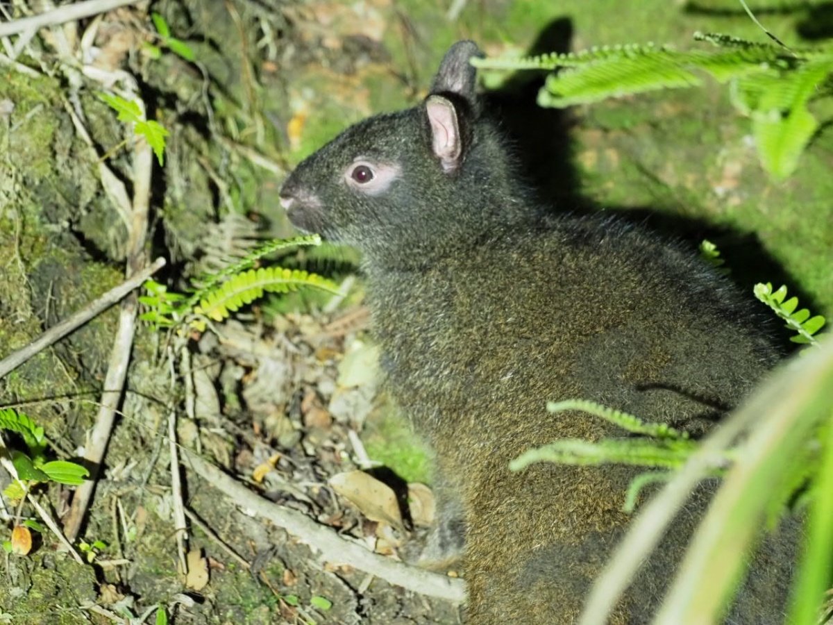 ���ʓV�R�L�O���u�A�}�~�m�N���E�T�M�v