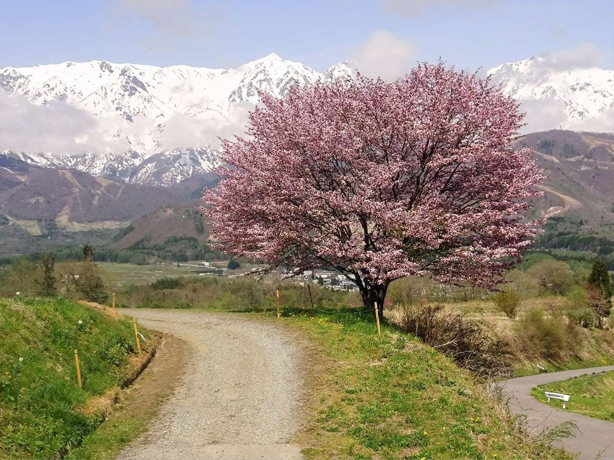 *���Ӂ^�약�̃��}�U�N��