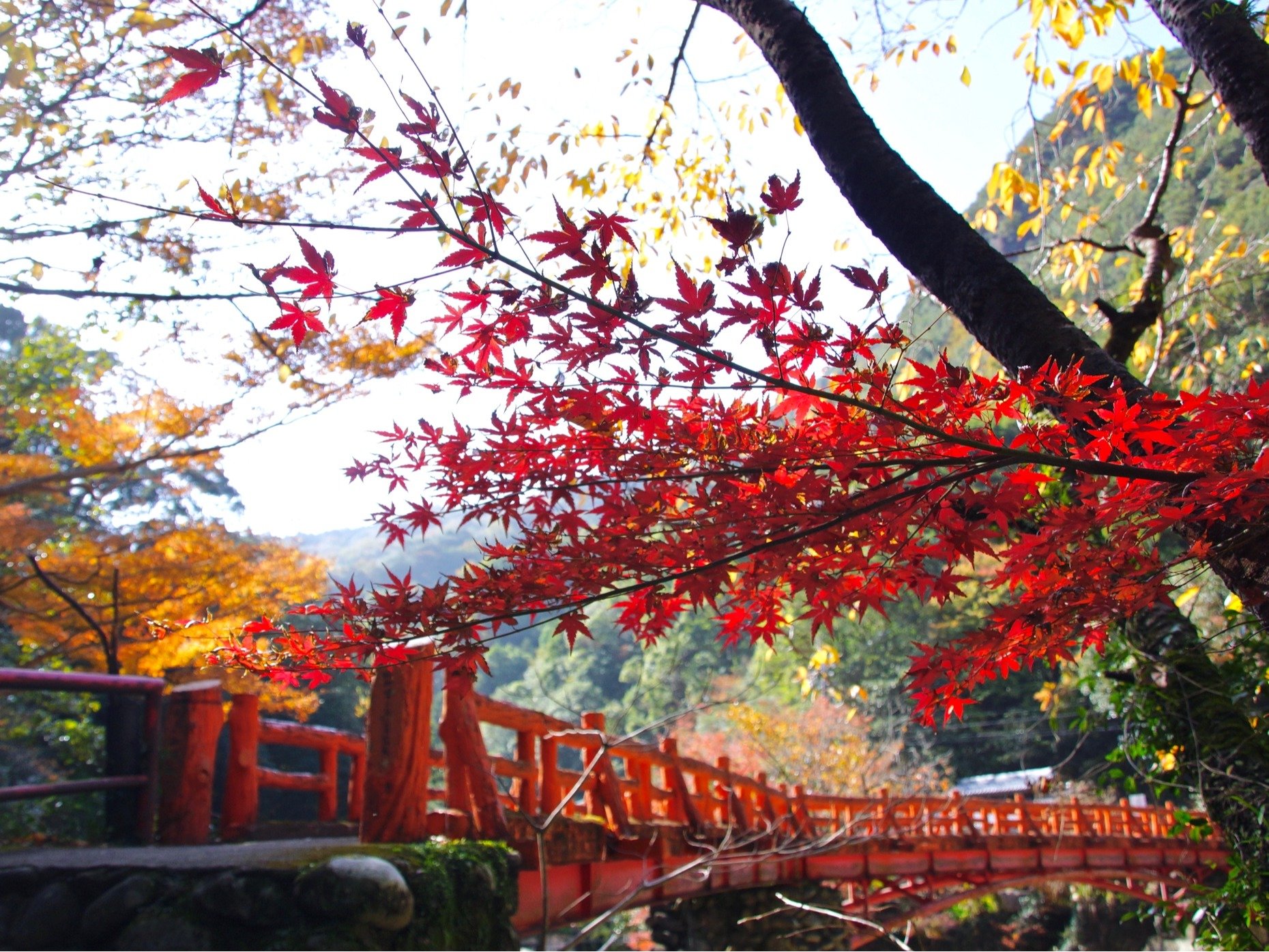 ⋬FقԂŖ30B11{牺{ɂčgt}B