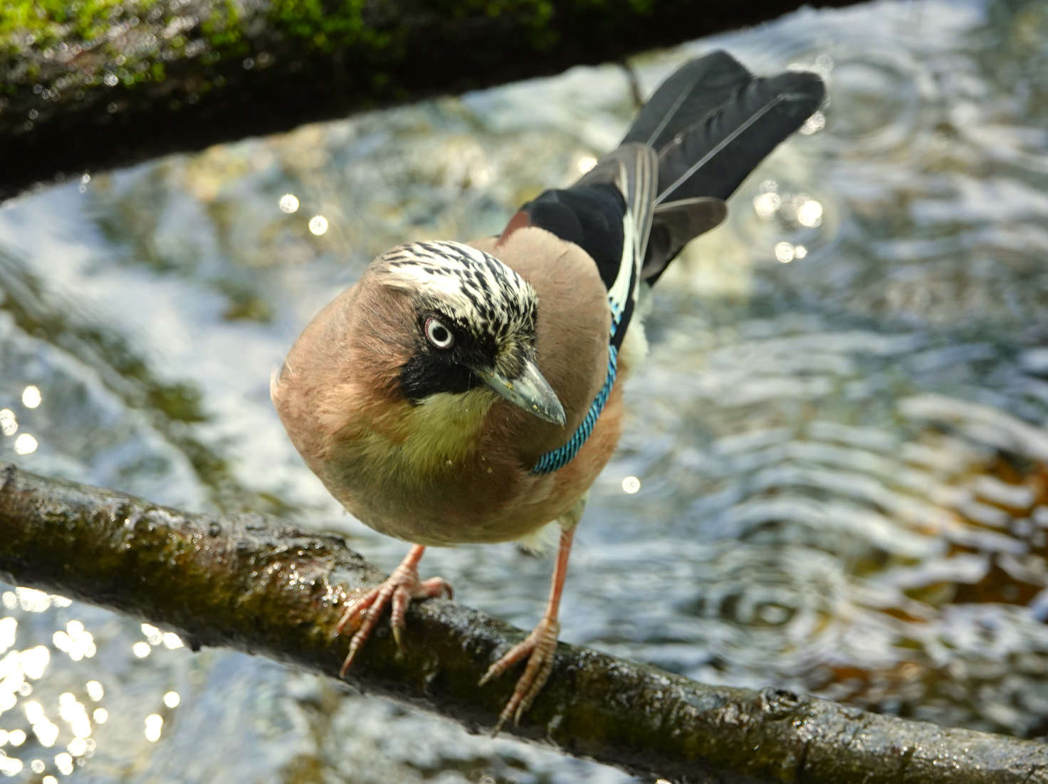 ̉̐ŗDڊo߁@photo by zephyrus-8-bankan