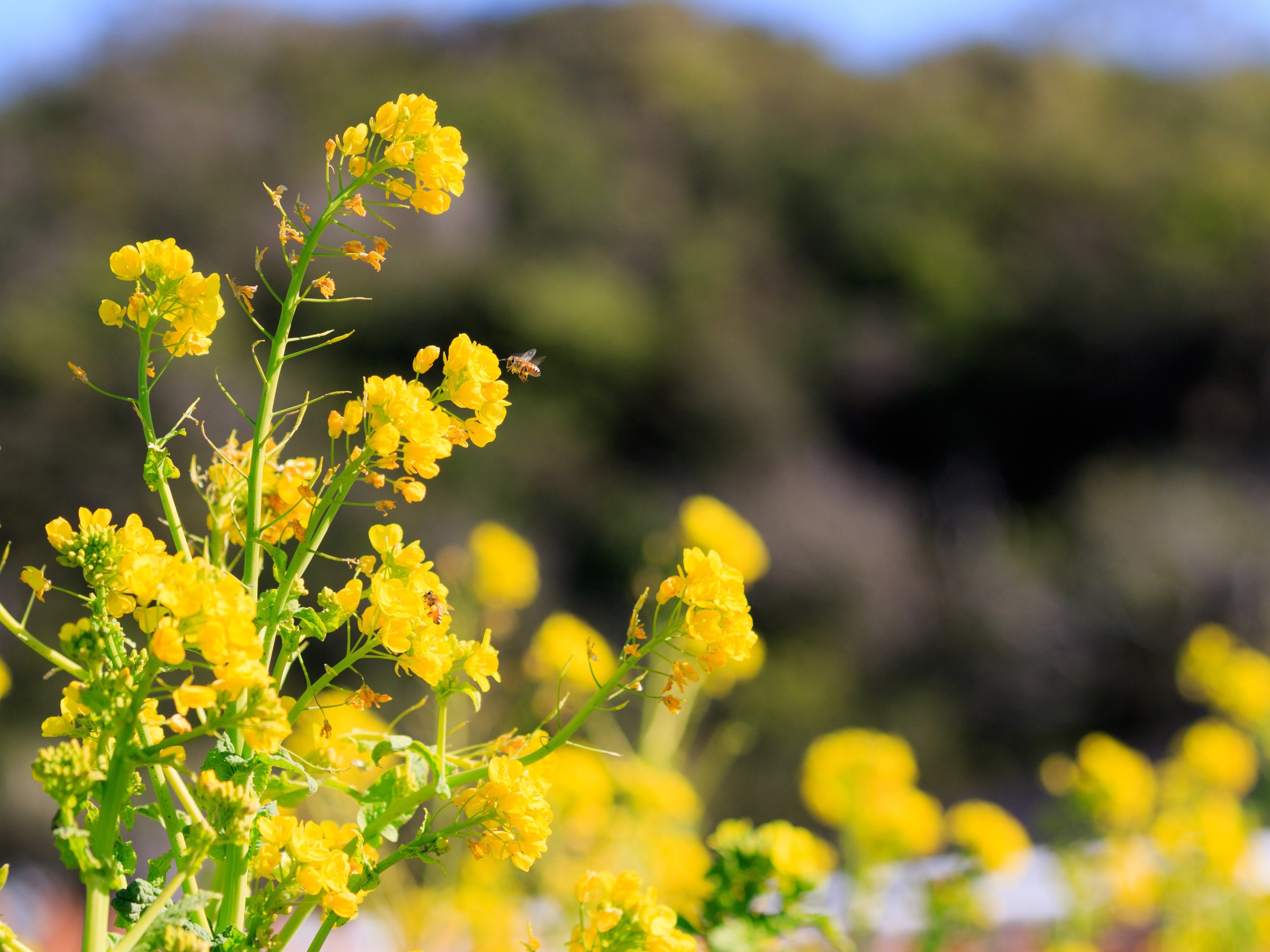 ���t�̍؂̉ԁi1�����{�`2�����{�j