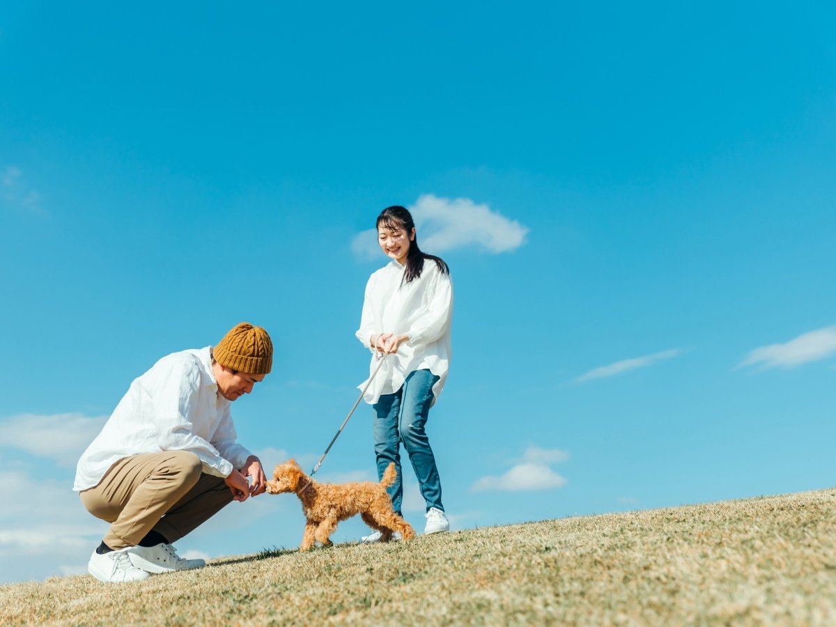 �y2026�N4���X�^�[�g�z�����ƍ����X�e�C��h�b�O�����t���v�����i��p�v�����ȊO�͏���܂���j