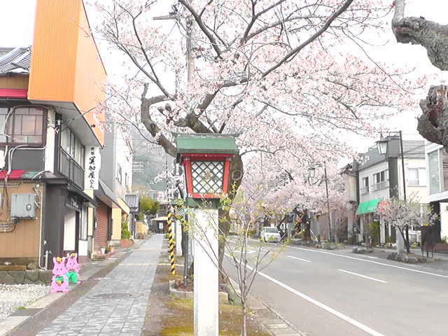 ���ٌ��֑O�́A�w�O�ʂ�̕��i�B���̉ԍ炭���ؓ��B