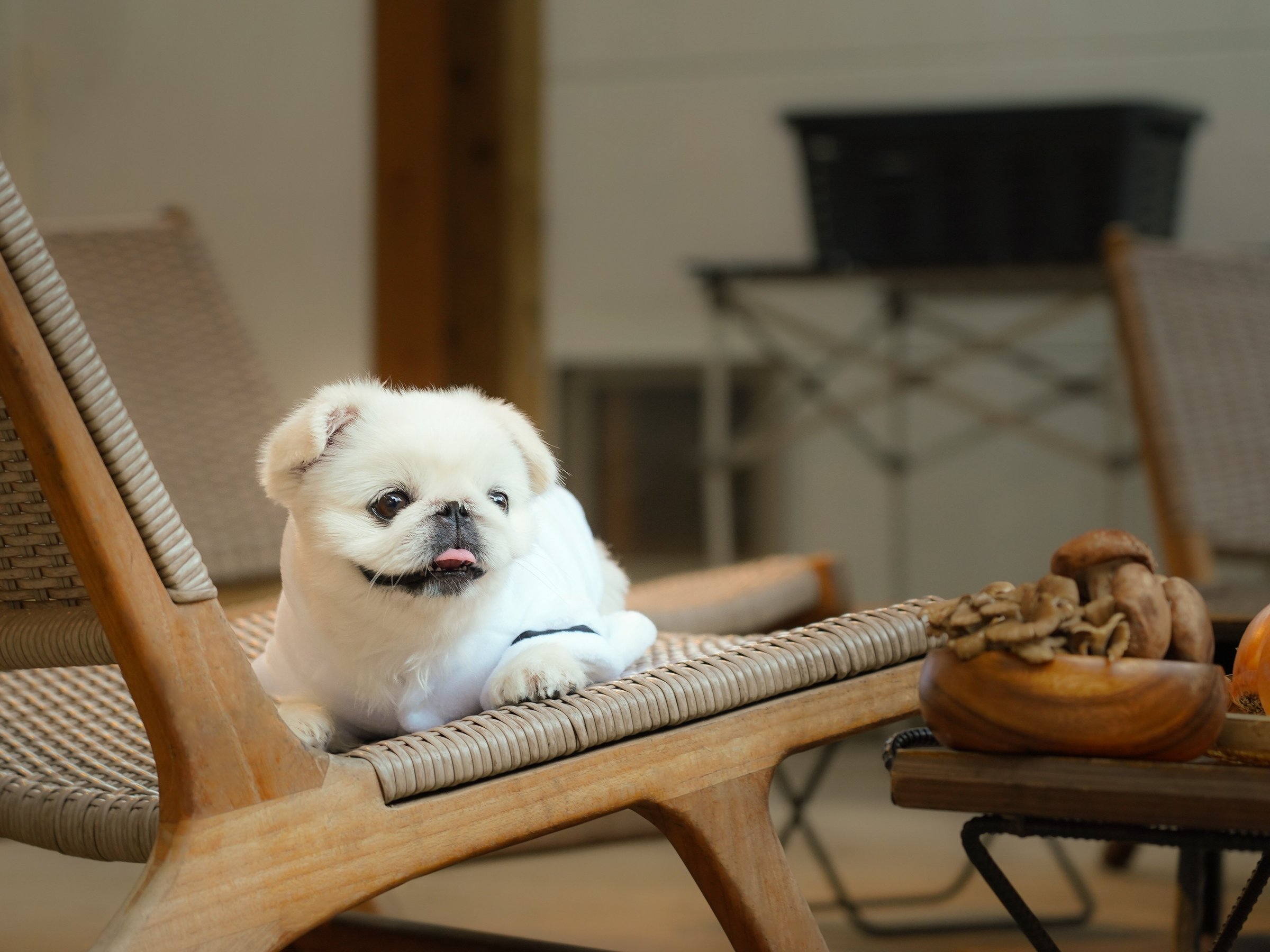 dog suitebase