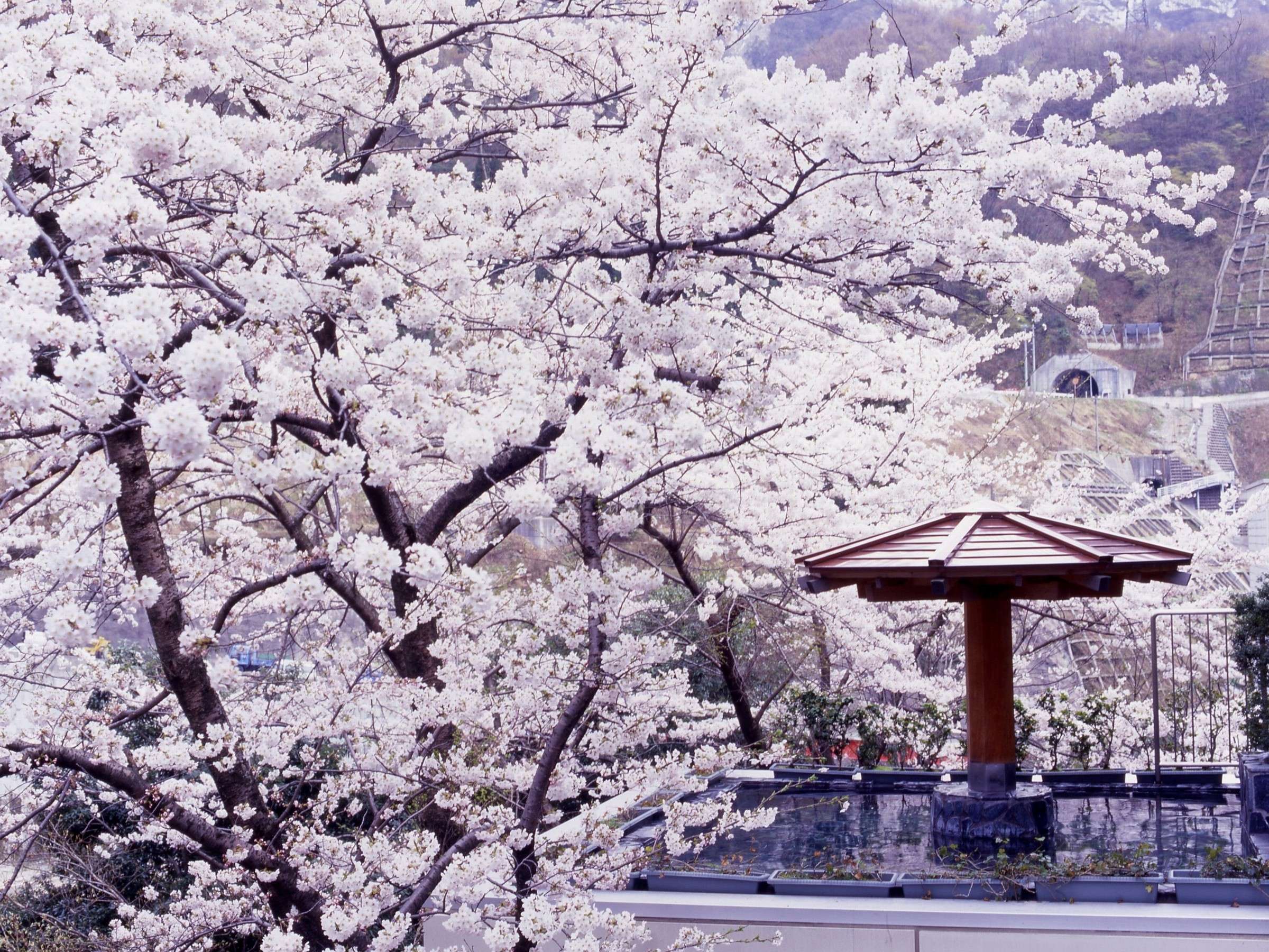 �y�嗁��z�j���I�V���C�i�t�j