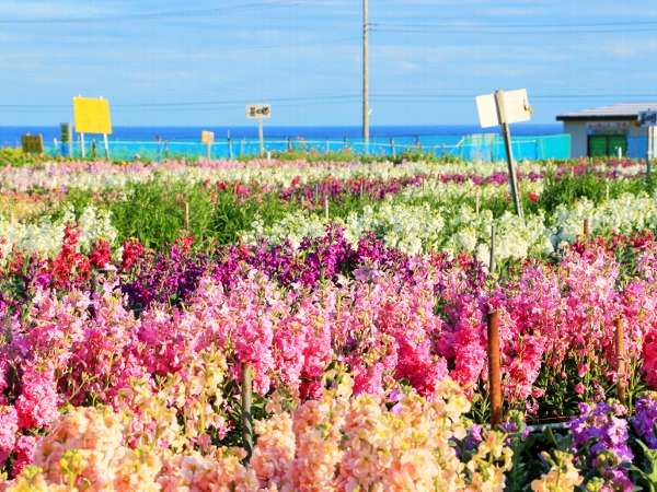 �y1���`4���z��[���̏t�̂��Ԕ����ʂ̂��Ԕ��ňꑫ�����t����