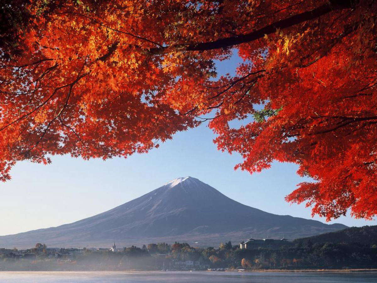 xmRƉ͌΂̍gtN̍gťF11{͌΂܂ŎԂŒʏ20B