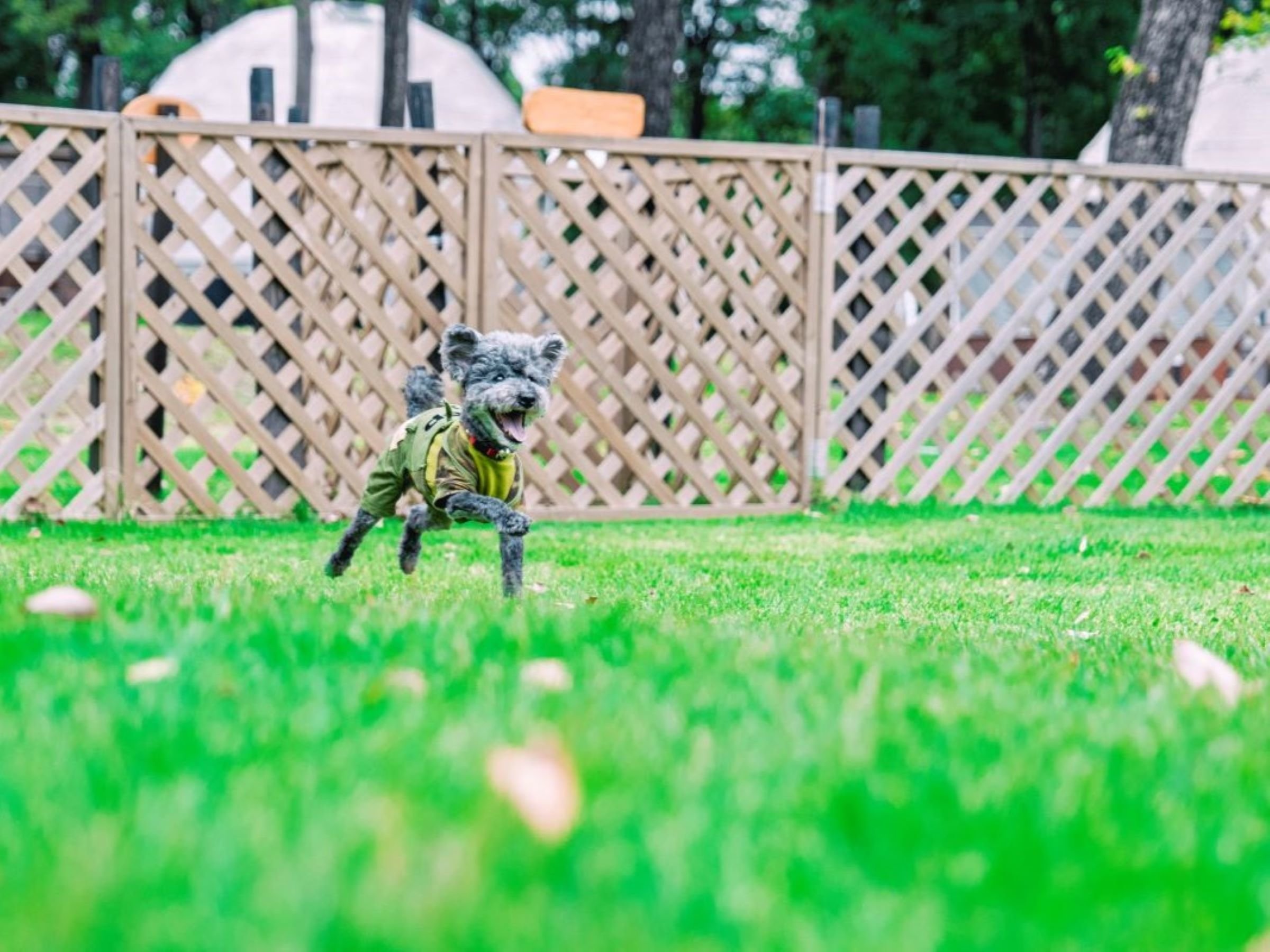 �������̕����ɕ��݂̃h�b�O����(�Ȃ�ƁI�X�^�b�t����)